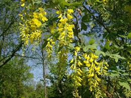 Image result for Laburnum anagyroides