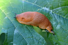 Attēlu rezultāti vaicājumam “Arion lusitanicus”