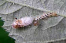 Attēlu rezultāti vaicājumam “Ichneumonidae cocoon”