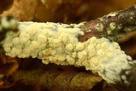 Attēlu rezultāti vaicājumam “Phlebia rufa”