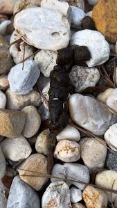 Image result for cestoda excrement dog