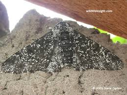 Attēlu rezultāti vaicājumam “Biston betularia”