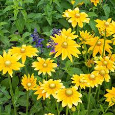 Image result for Rudbeckia Paradisio