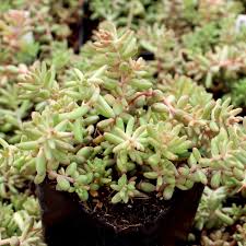 Attēlu rezultāti vaicājumam “Sedum album flower”