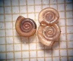 Attēlu rezultāti vaicājumam “Planorbidae”