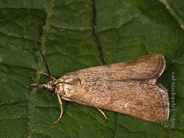 Attēlu rezultāti vaicājumam “Hypochalcia ahenella”