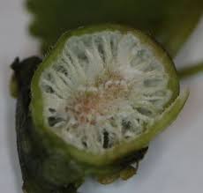 Attēlu rezultāti vaicājumam “Liposthenes glechomae”