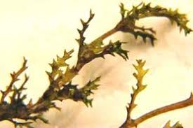 Attēlu rezultāti vaicājumam “Najas marina leaf”