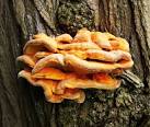 definitive identification - via Daymix