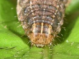 Attēlu rezultāti vaicājumam “Eriopygodes imbecilla”