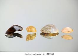 Attēlu rezultāti vaicājumam “Macoma baltica”