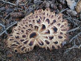 Attēlu rezultāti vaicājumam “Sarcodon imbricatum”