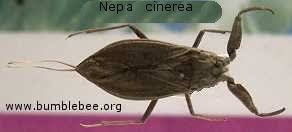Attēlu rezultāti vaicājumam “Nepa cinerea nymph”