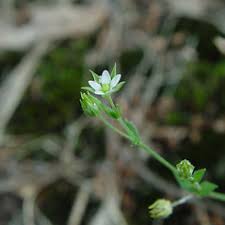 Attēlu rezultāti vaicājumam “Arenaria serpyllifolia leaf”