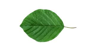 Attēlu rezultāti vaicājumam “Frangula alnus leaf”
