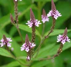 Image result for Verbena officinalis