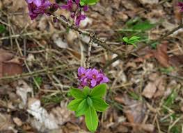 Attēlu rezultāti vaicājumam “Daphne mezereum leaf”