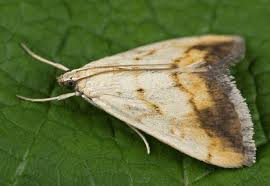 Attēlu rezultāti vaicājumam “Evergestis extimalis”