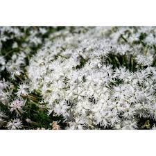 Attēlu rezultāti vaicājumam “Dianthus arenarius”