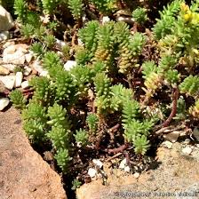 Attēlu rezultāti vaicājumam “Sedum sexangulare”