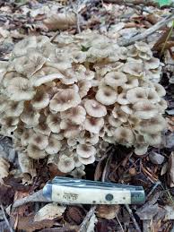 Attēlu rezultāti vaicājumam “Polyporus umbellatus”