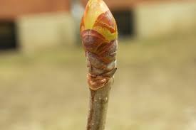 Attēlu rezultāti vaicājumam “Aesculus flava bud”