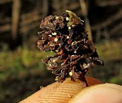 Attēlu rezultāti vaicājumam “Mollisia amenticola”