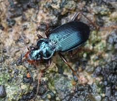 Attēlu rezultāti vaicājumam “Leistus terminatus”