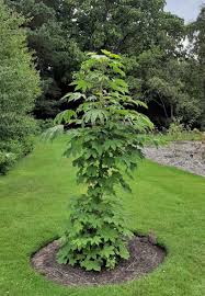 Attēlu rezultāti vaicājumam “Kalopanax septemlobus fruit”