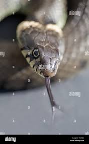 Attēlu rezultāti vaicājumam “Natrix natrix adult”