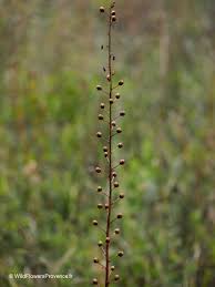 Image result for Campanula rapunculus