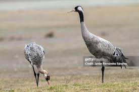 Attēlu rezultāti vaicājumam “Grus grus adult”