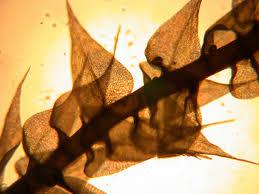 Attēlu rezultāti vaicājumam “Drepanocladus aduncus”