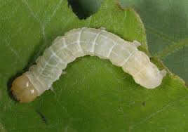 Attēlu rezultāti vaicājumam “Enargia paleacea”