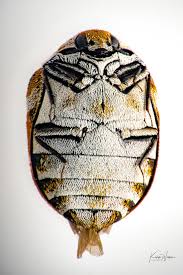 Attēlu rezultāti vaicājumam “Anthrenus verbasci”