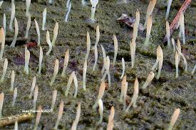 Attēlu rezultāti vaicājumam “Multiclavula mucida”