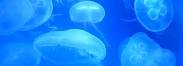 Attēlu rezultāti vaicājumam “Aurelia aurita”