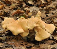 Attēlu rezultāti vaicājumam “Hydnum repandum”