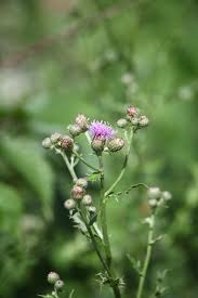 Image result for Agoseris major