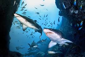 Image result for Carcharias