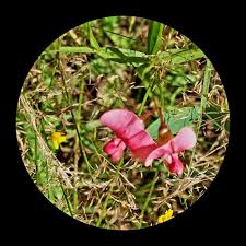 Attēlu rezultāti vaicājumam “Lathyrus sylvestris flower”