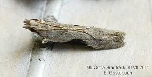 Attēlu rezultāti vaicājumam “Hypatima rhomboidella”