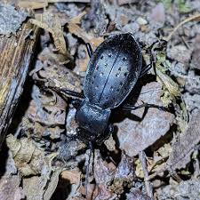 Attēlu rezultāti vaicājumam “Carabus hortensis”
