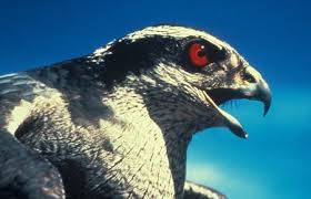 Attēlu rezultāti vaicājumam “Accipiter gentilis adult”