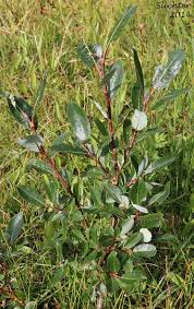 Attēlu rezultāti vaicājumam “Salix myrtilloides leaf”