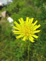 Attēlu rezultāti vaicājumam “Hieracium umbellatum flower”