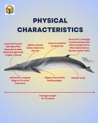 Image result for Balaenoptera omurai