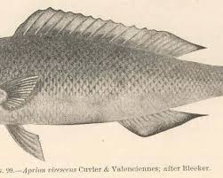 Image result for Aprion virescens