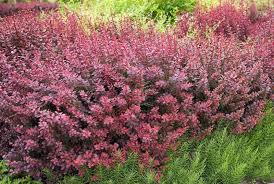 Attēlu rezultāti vaicājumam “Berberis thunbergii flower”