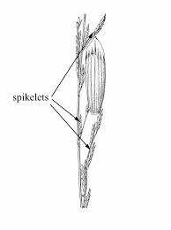 Attēlu rezultāti vaicājumam “Glyceria fluitans”
